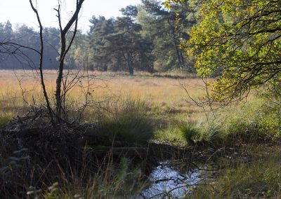 Natte heide