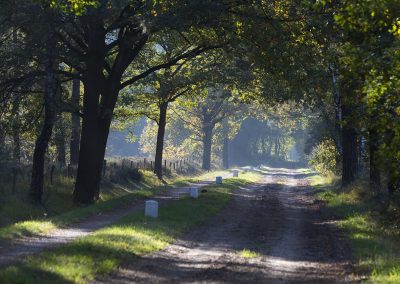 Laan op Zonnebeek