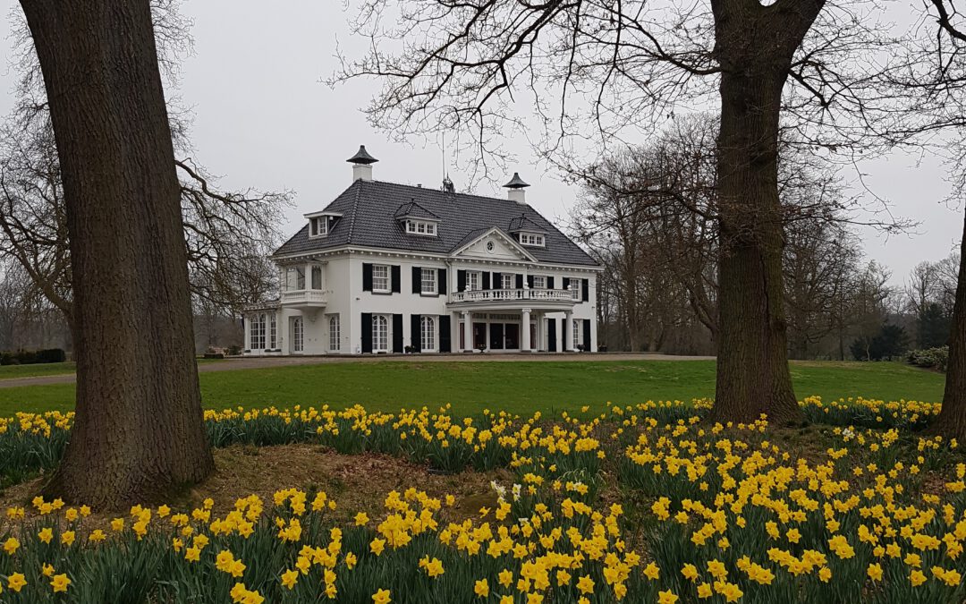 De narcissen in het park laten zich zien.